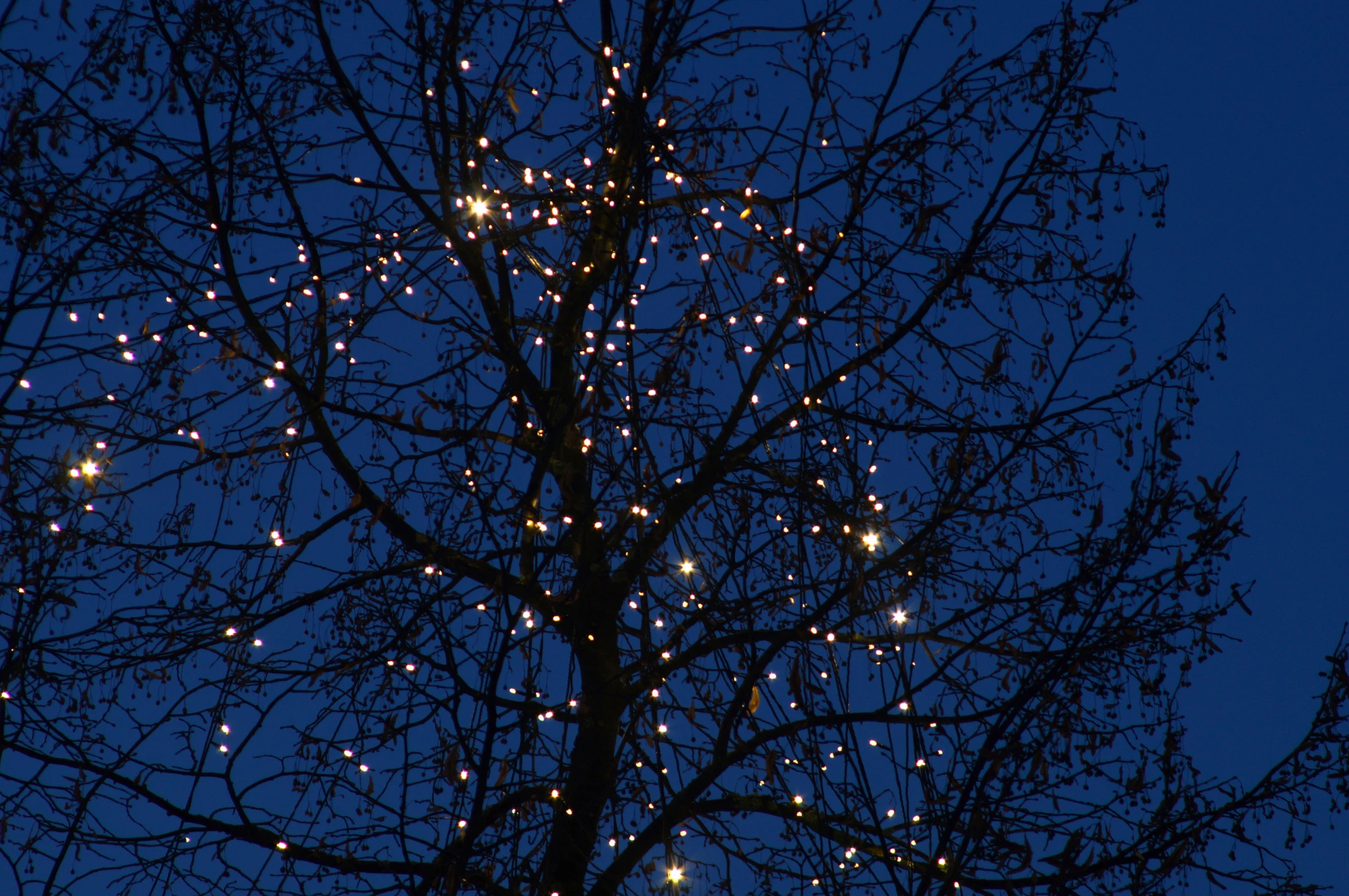 there are many lights in this tree and in the dark