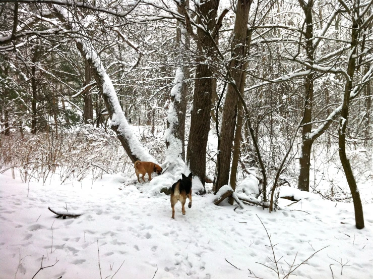 a dog that is standing in the snow near some trees