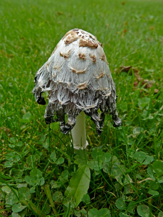 a close up of a mushroom growing in the grass