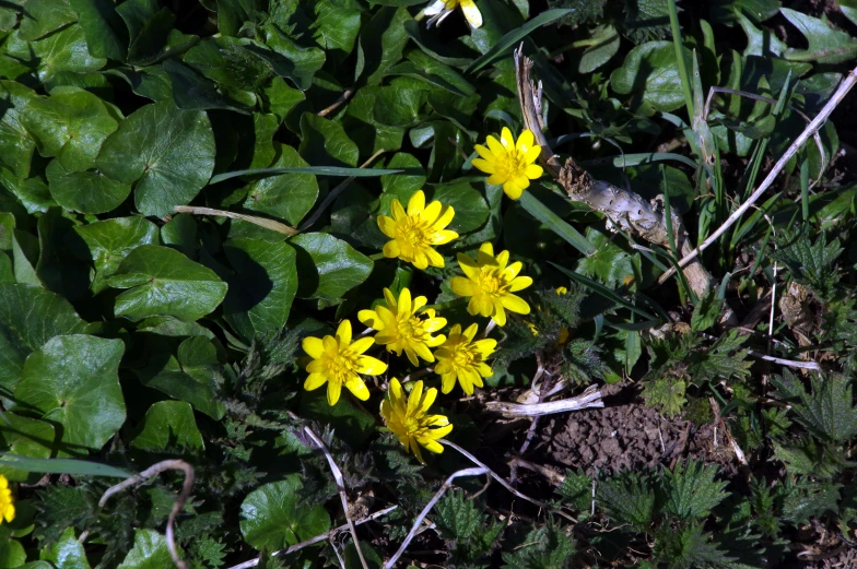 wild flowers growing in the grass in the daytime