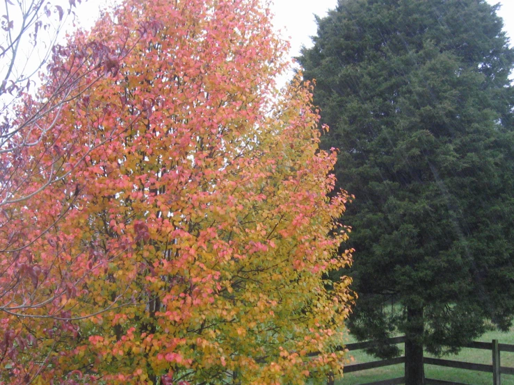 a fence with trees that have change color