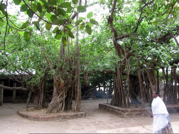 a woman in a white coat standing in a grove of trees