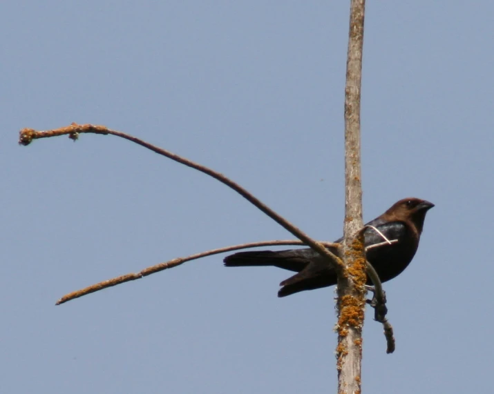 a small black bird sitting on a nch