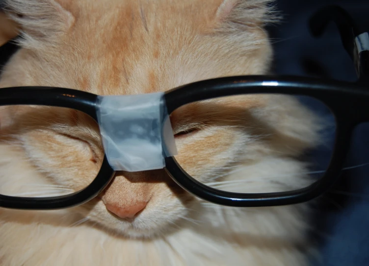 a cat with black glasses on its face