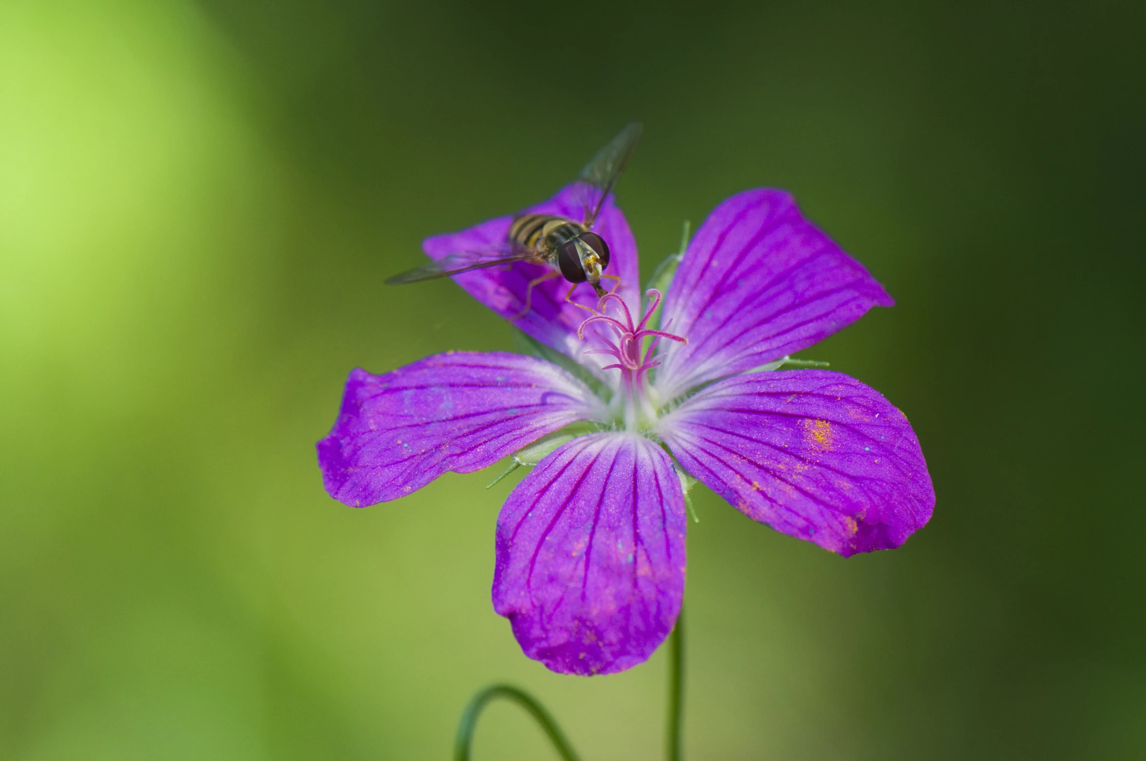 a fly flies through the air over a purple flower