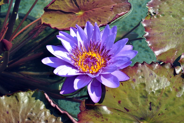 a purple flower is surrounded by water lilies