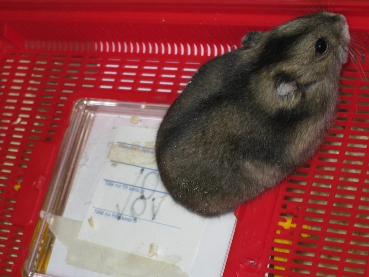 an animal that is laying down next to a box