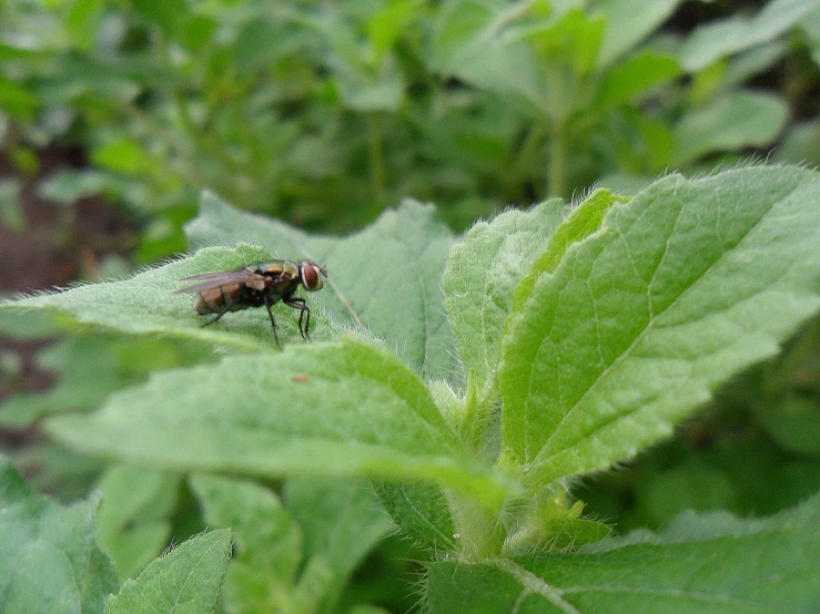 a large fly on top of a green leaf