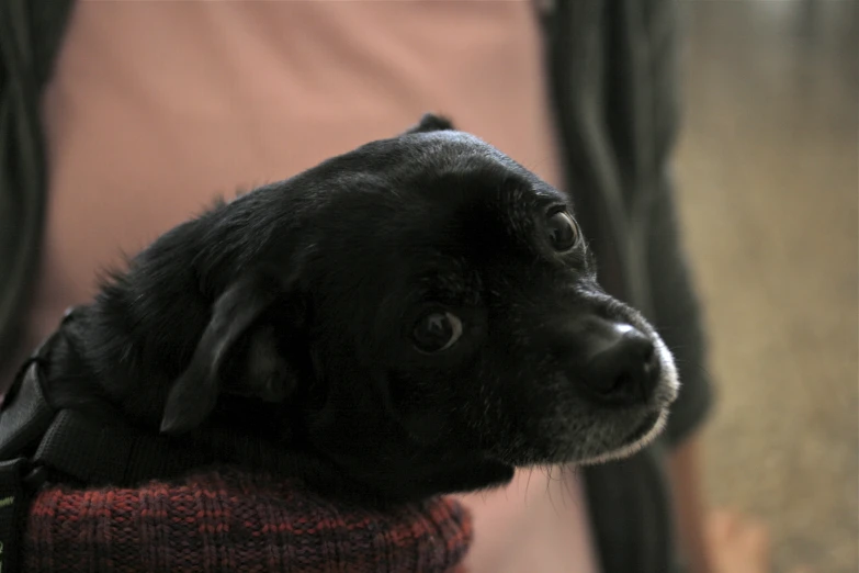 a black dog is wearing a red sweater and looking off to the side