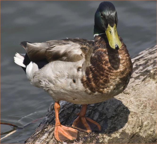 a duck is standing on the edge of some water