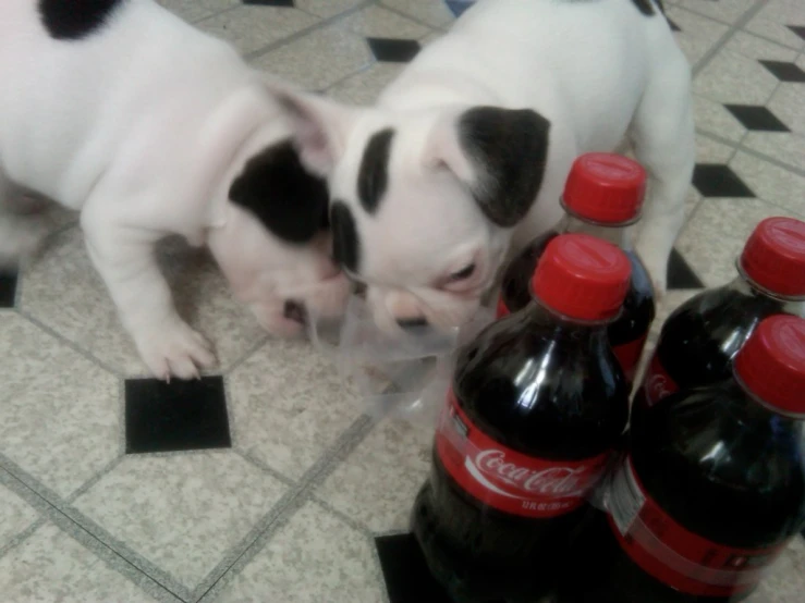 two puppies play with bottle of soda on the floor