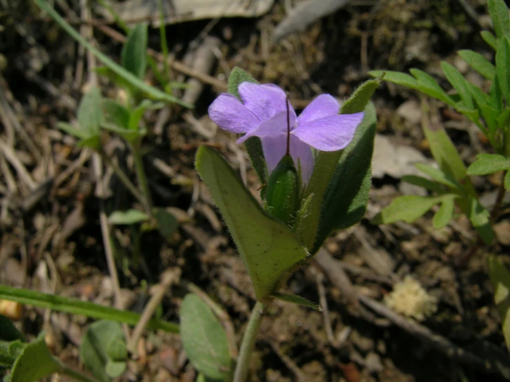 a close up of a flower with leaves in the background