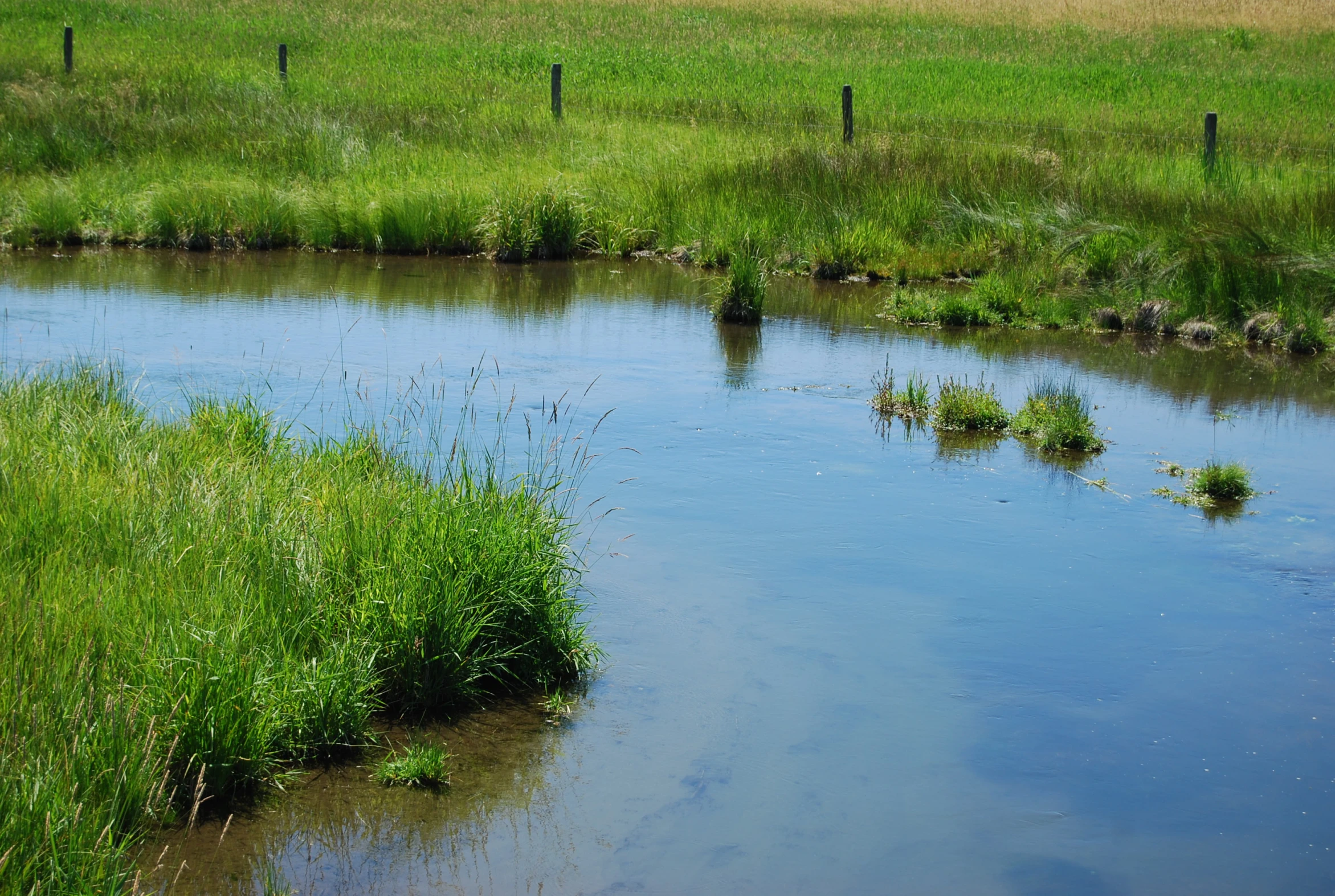 an empty river with a few small green plants