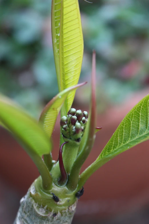 an almost unfurnished plant that has a bunch of flowers in it