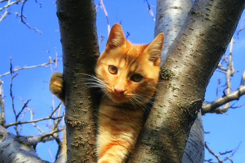 a cat sitting on the nches of a tree