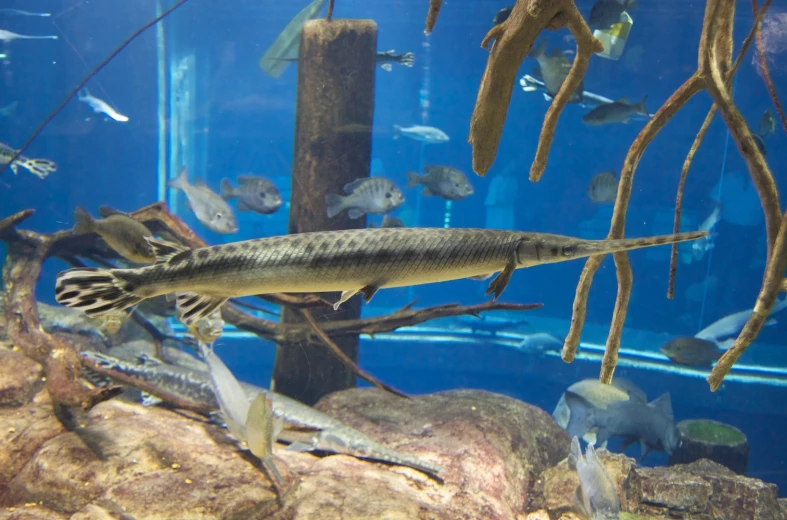 a large fish in the ocean with small fish swimming nearby