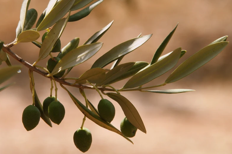 some leaves on a nch with some olives growing