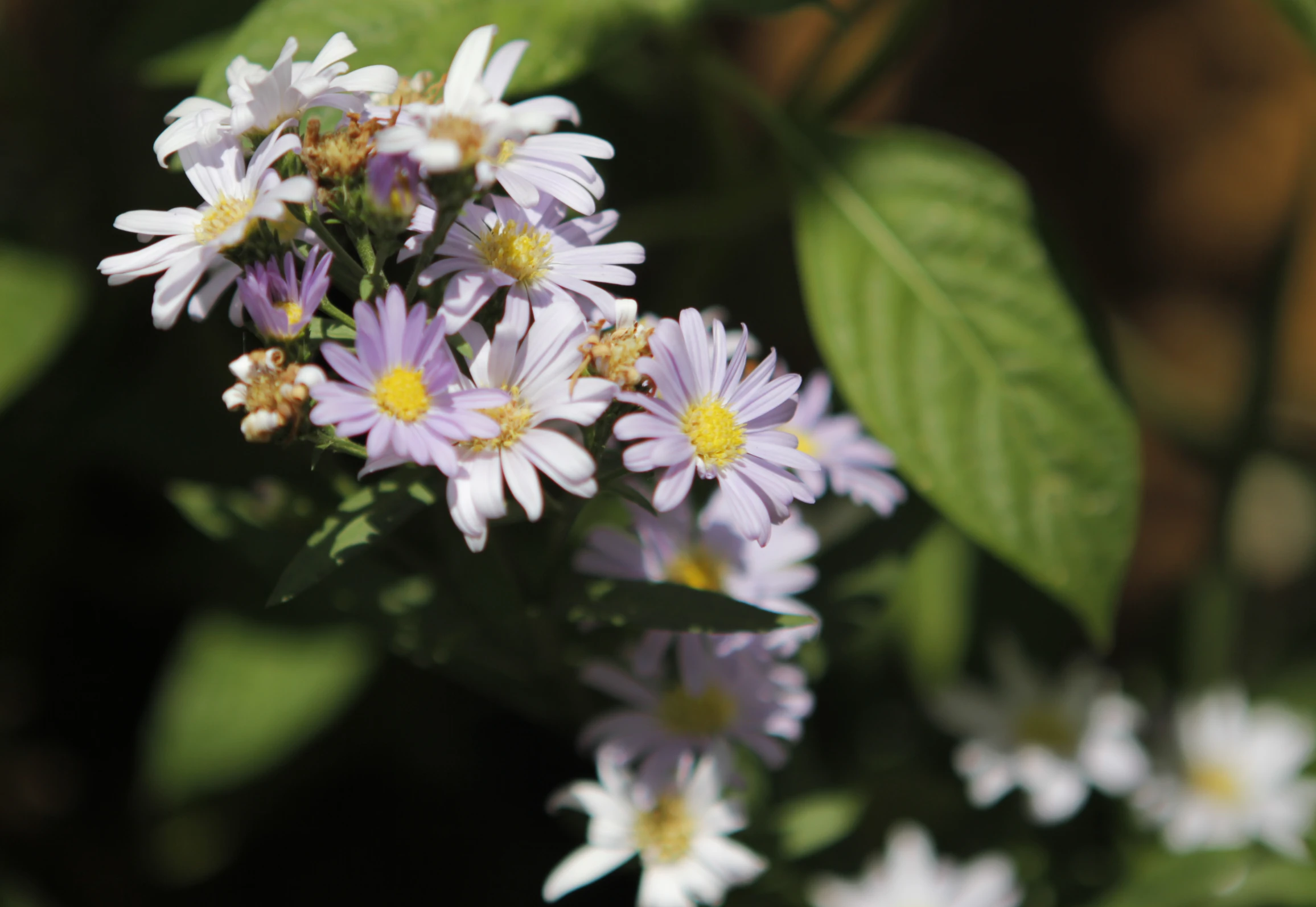 a close up of flowers with the petals open