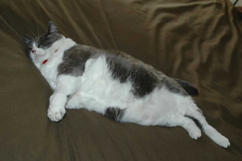 cat sleeping on a couch covered in a tan cloth