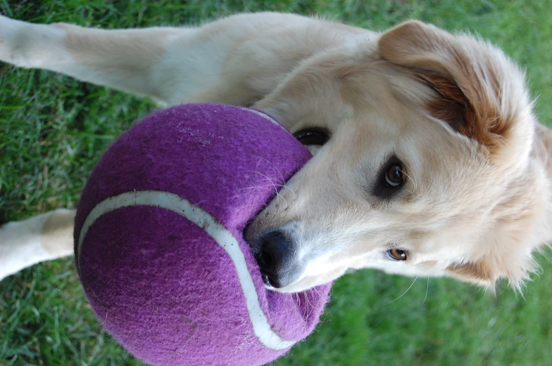 a tan dog is biting a purple ball
