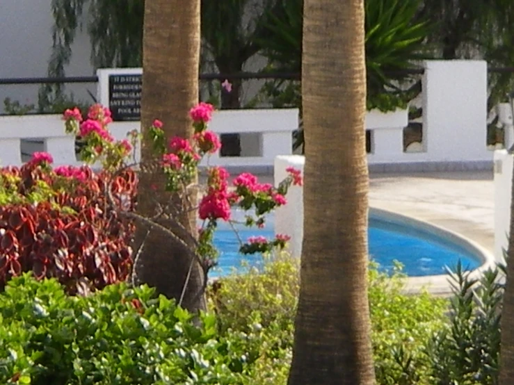 a bunch of pink flowers in the front of a pool