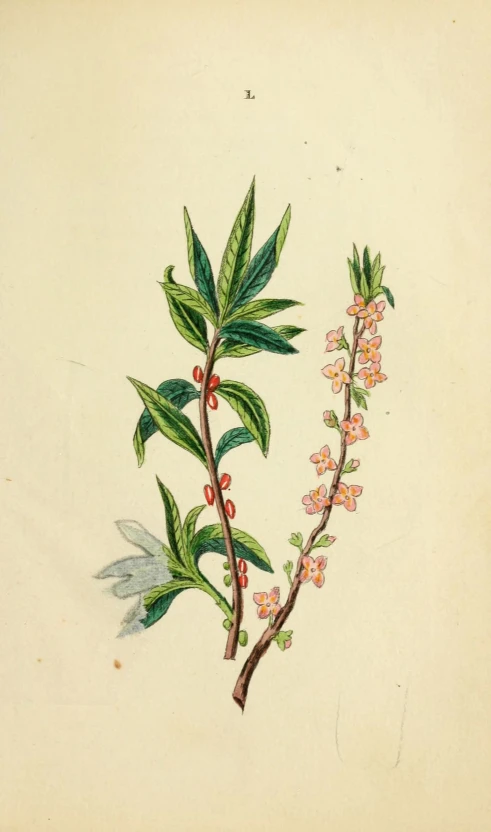 botanical print of flowers and leaves