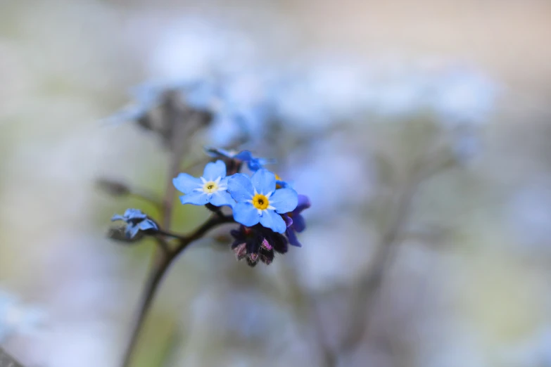 a blue flower growing from a stem