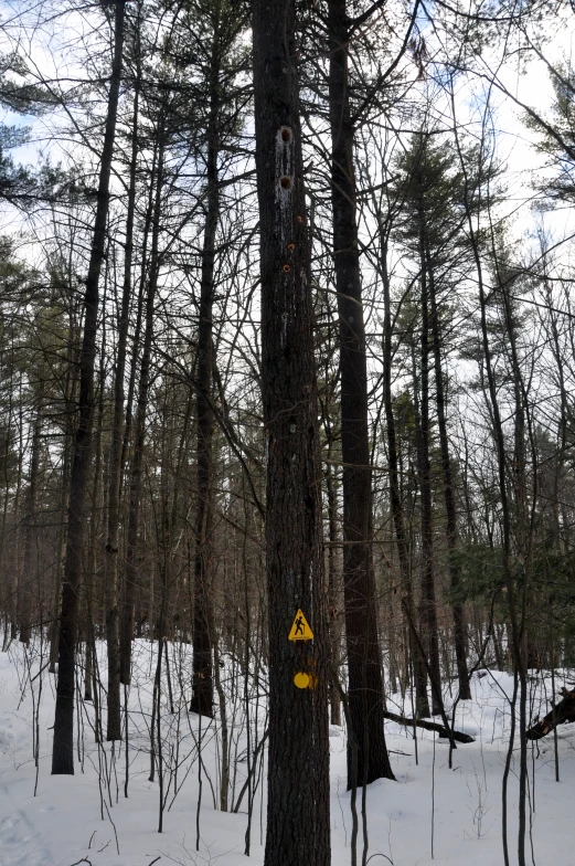a yellow sign is next to the bare tree