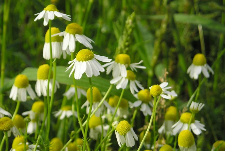 some white flowers are standing together in the grass