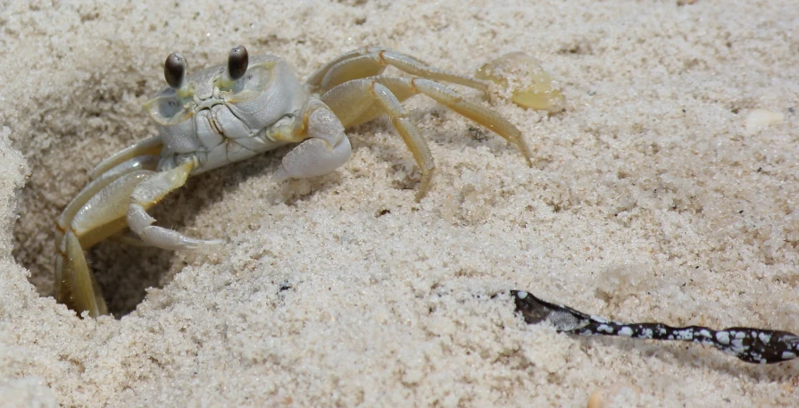 a crab on the beach with a smaller crab in the sand