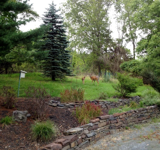 a rocky path with two animals in the background