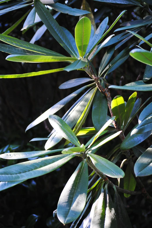 close up of a single leafy tree nch with small leaves