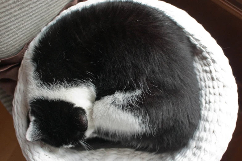 a cat curled up on top of a white bed