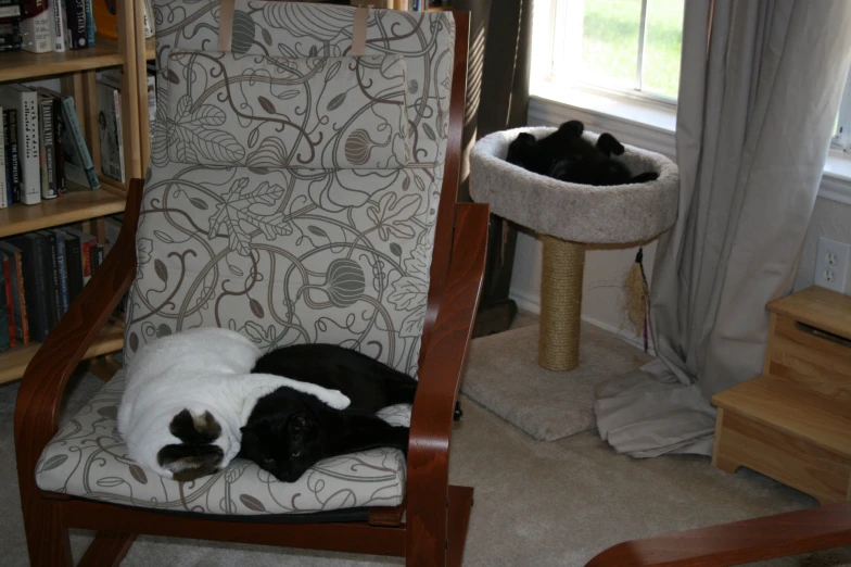 a cat sleeping in a chair next to another cat
