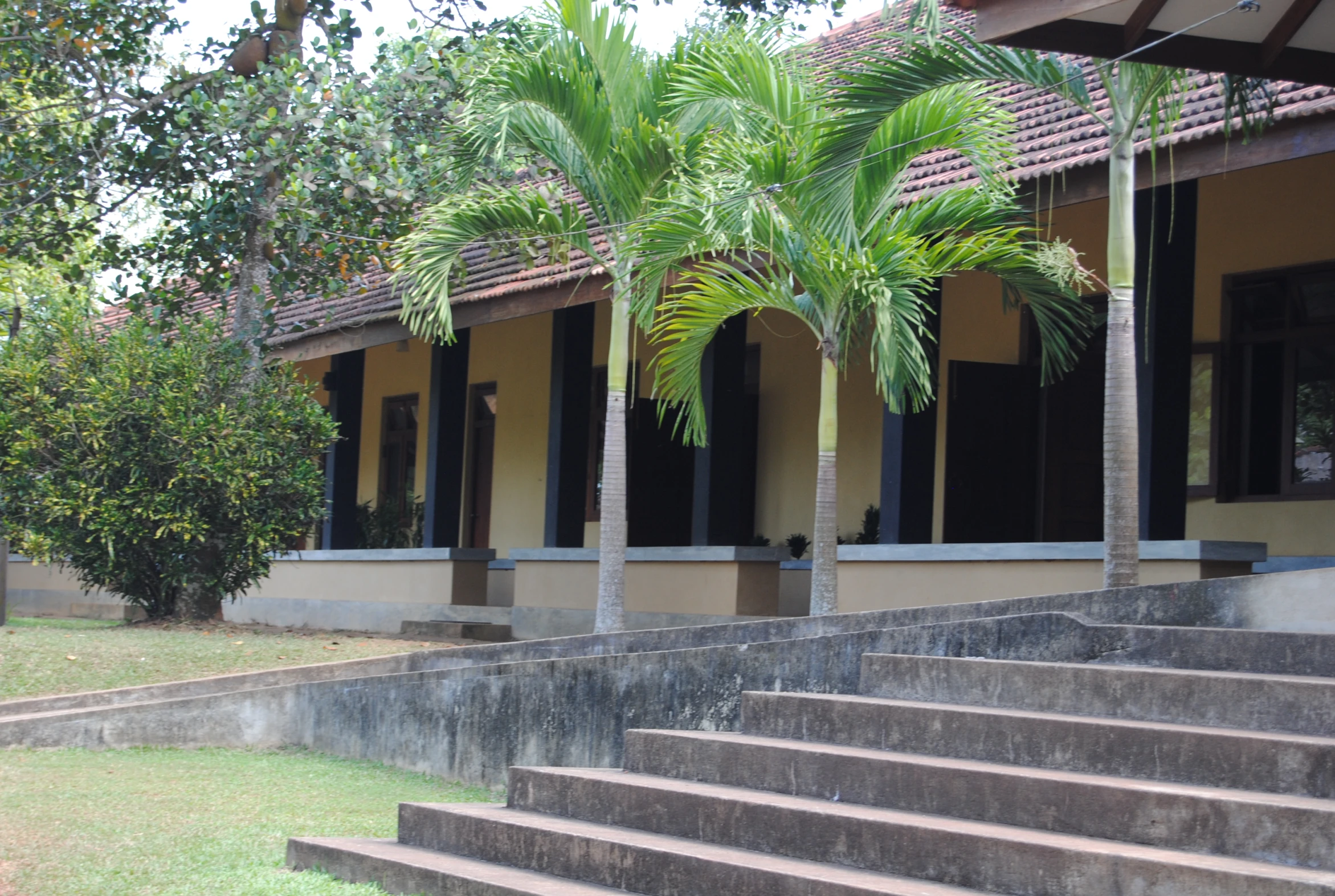 some steps going up to some palm trees