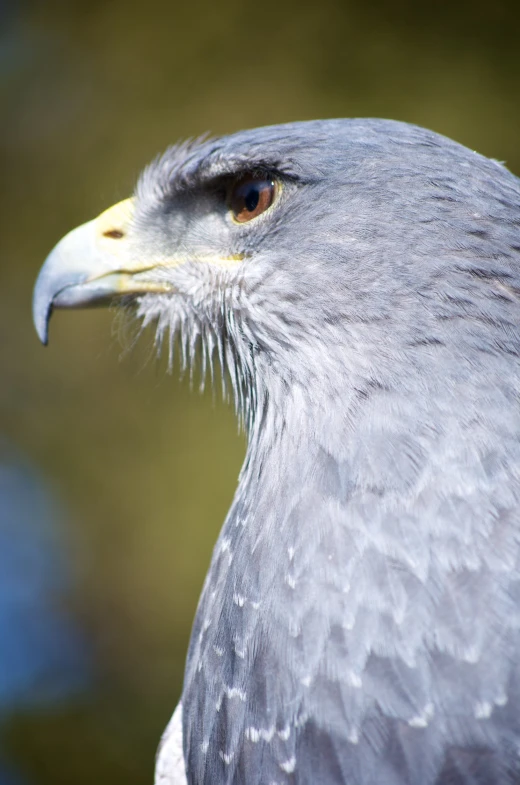 the hawk is close up and looks forward