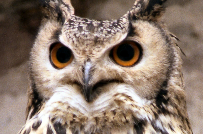 an owl is standing near the side of a wall