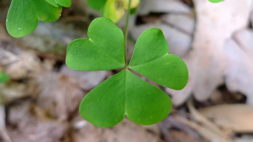 there is a small green plant with very tiny leaves