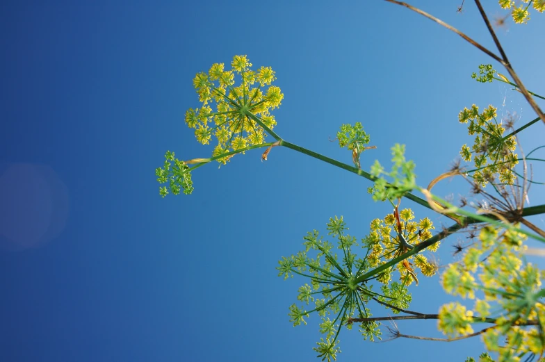 yellow leaves in front of a blue sky