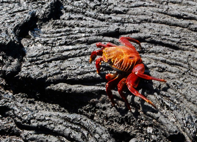 a crab is standing alone in the sand