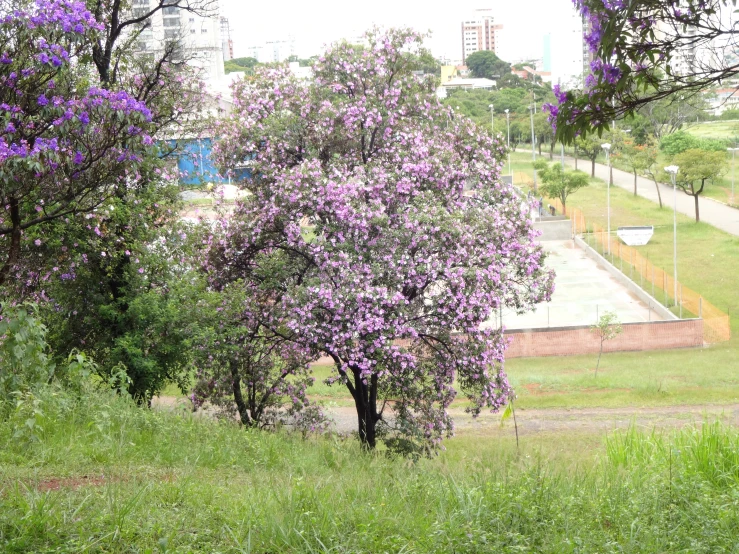 purple flowers blooming all around a grassy area