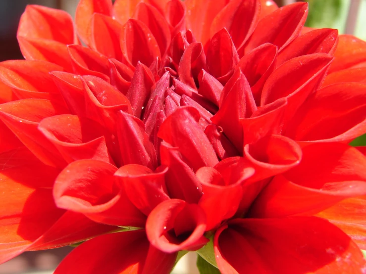 red flowers are in the sunlight on a sunny day