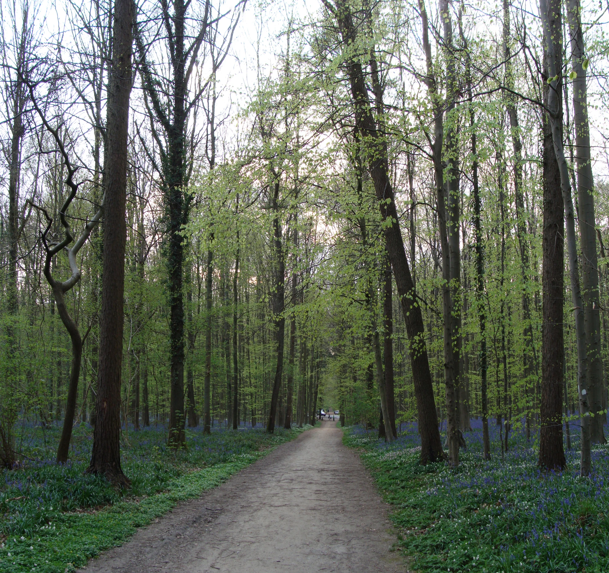 the pathway leads to an area where it was surrounded by trees and flowers