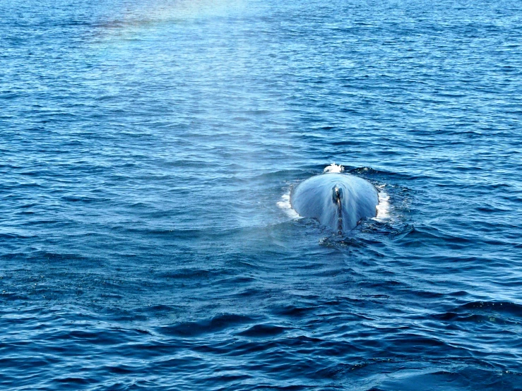 the rear end of a whale in blue water