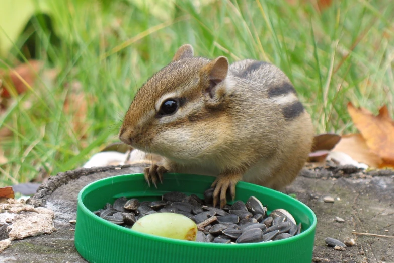 there is a chipmunh that is eating seeds