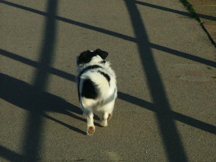a dog walking down a street next to a chain link fence