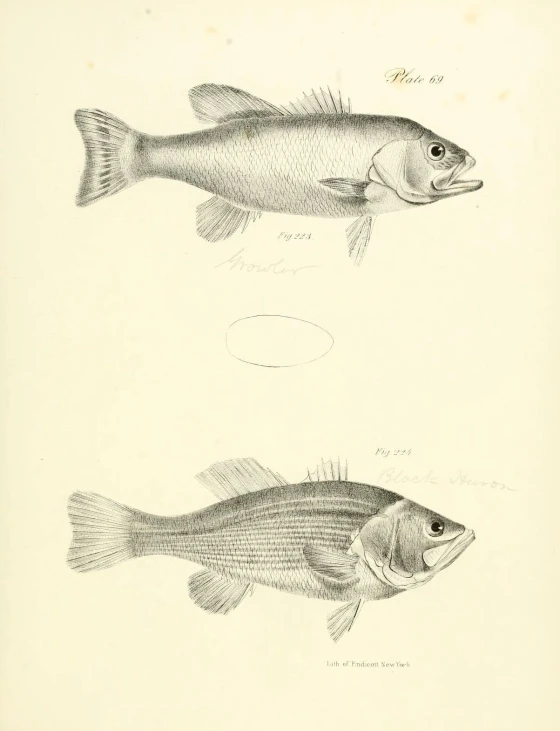 an image of fish in two different views