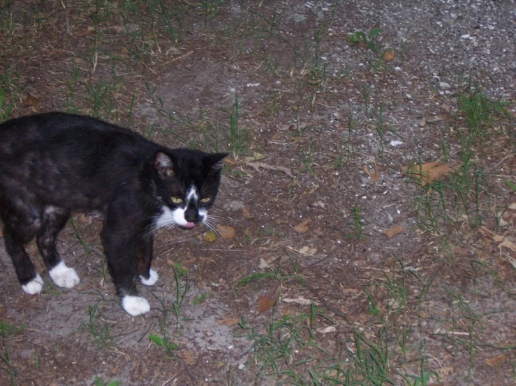 a black and white cat walking on some dirt