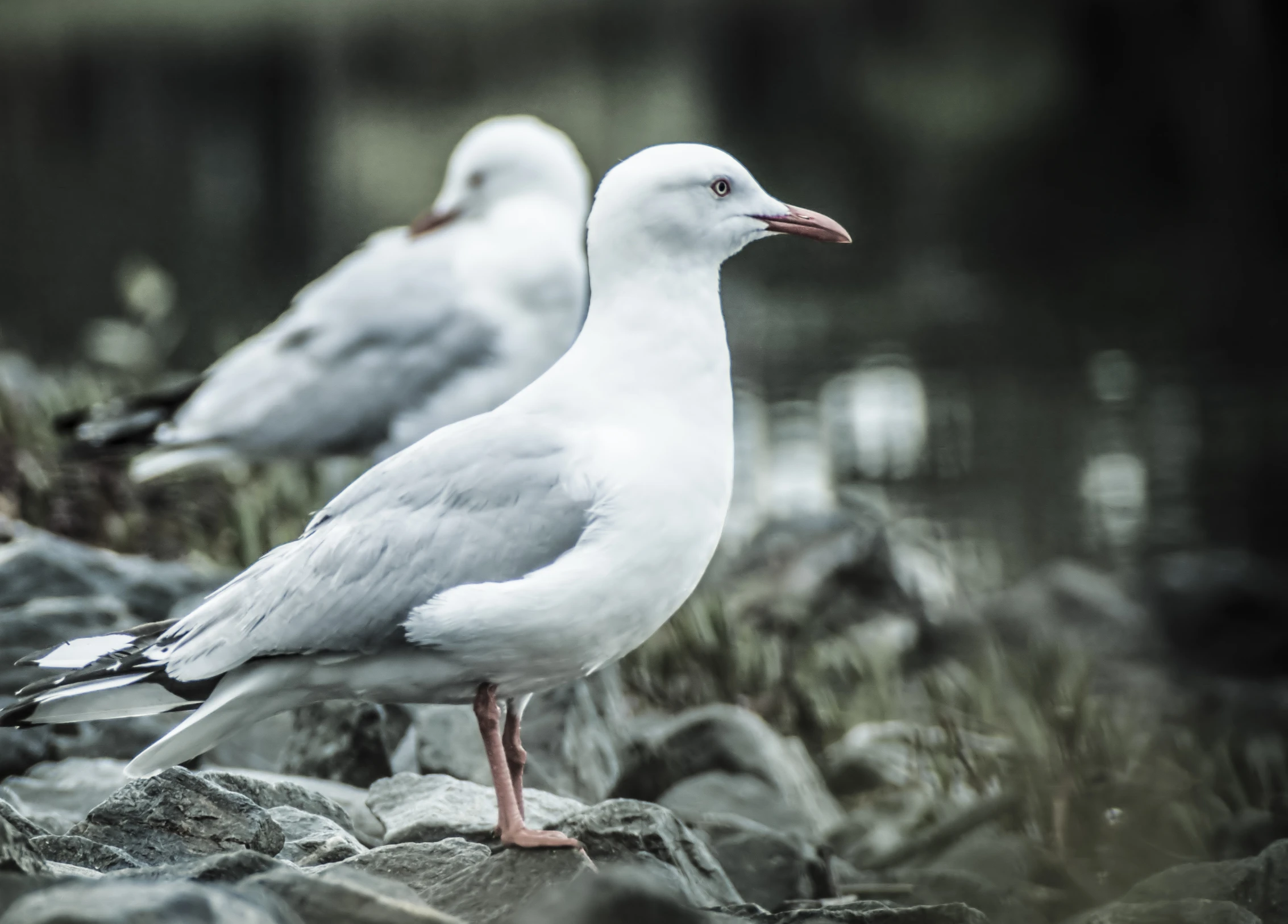 two seagulls sitting on rocks on the grass