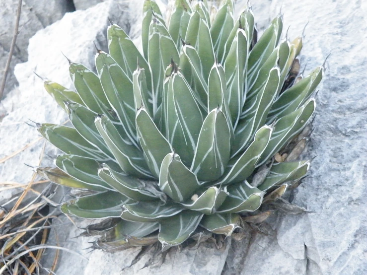 a small plant with short, thin leaves on a rock